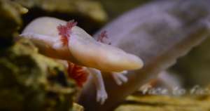 Olm&#039;s Genome Decoded, Healthcare Potential to be Explored