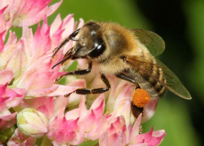A Carniolan honeybee (Apis mellifera carnica) on Hylotelephium &#039;Herbstfreude&#039; with pollen basket