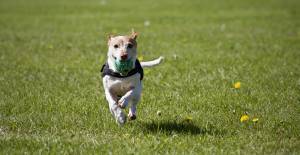 Your dog can run freely.