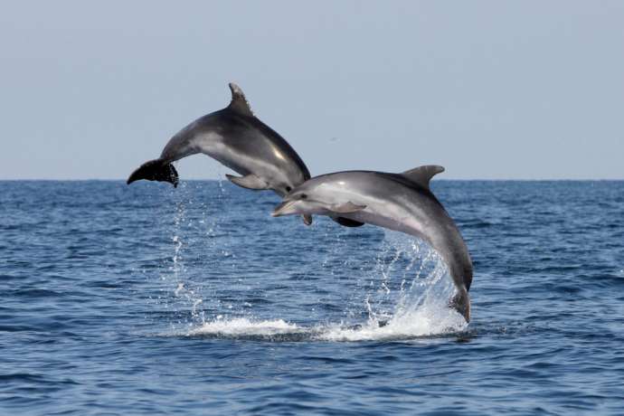 Two dolphins in Piran Bay