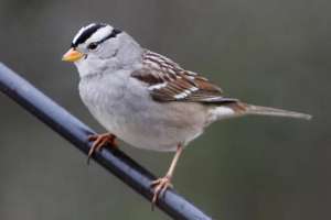 White-crowned sparrow / Beloglavi vrabonad / Zonotrichia leucophrys