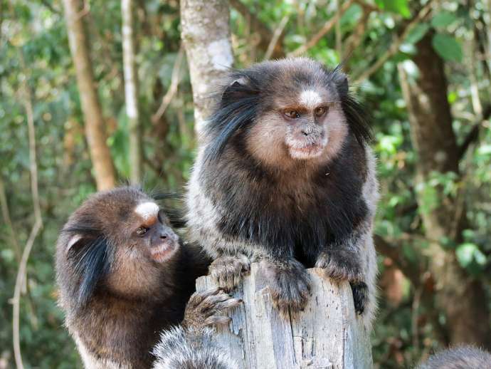 Two black-tufted marmosets