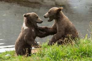 Farmers Call for Action as Growing Bear Population Threatens Livestock
