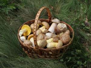 Pick mushrooms and live to tell the tale