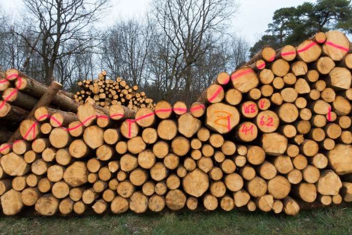 Timber Auction Sees Most Wood Sold Abroad, Around Quarter to China