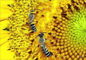 Two solitary bees