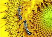 Two solitary bees