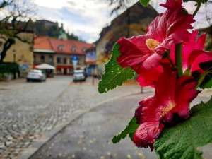 COVID-19 &amp; Slovenia, Mid-Day 4 April: Numbers, Shopping Hours for Vulnerable, Top-Selling Items, Food Self-Sufficiency