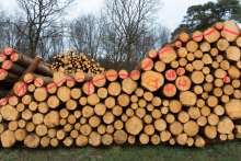 Feature: Slovenian Forest Management Needs to Face Challenges of Climate Change
